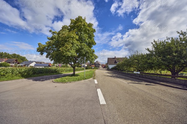Tree Sycamore (Acer pseudoplatanus), general development, houses, street, grass, forest, blue sky,