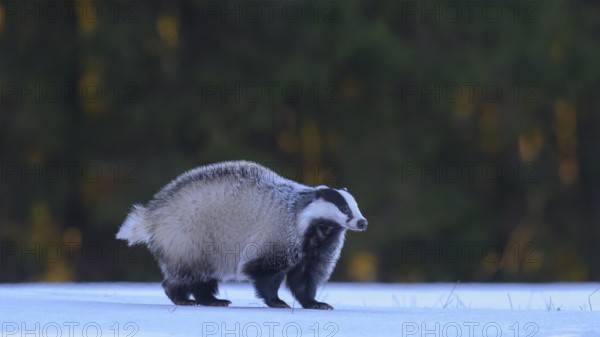 European badger (Meles meles), foraging in a snowy landscape in the last light, Swabian Alb