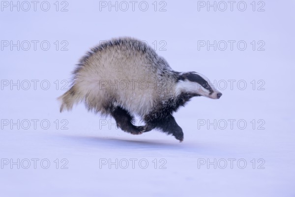 European badger (Meles meles), running in a snowy landscape, Swabian Alb biosphere reserve,