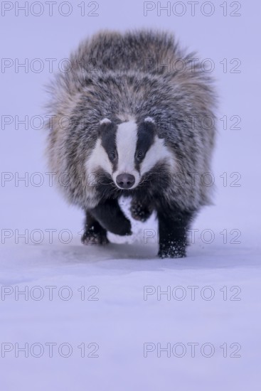 European badger (Meles meles), running in a snowy landscape, Swabian Alb biosphere reserve,