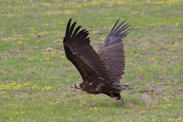 Eurasian Black Vulture (Aegypius monachus), close-up, adult bird taking off with wings outstretched
