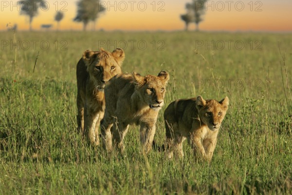 Lion (Panthera leo), close-up, female and two cubs walking one behind the other through the