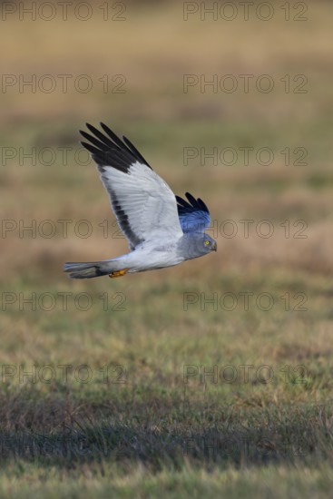 Hen harrier (Circus cyaneus), close-up, grey male flying with outstretched wings in a hunting