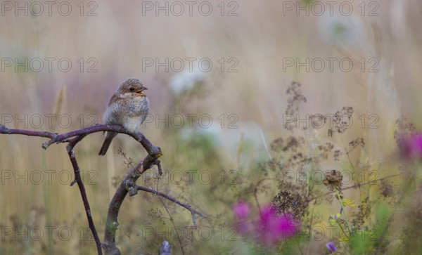 Red-backed shrike (Lanius collurio), young bird sitting with open beak on a branch surrounded by