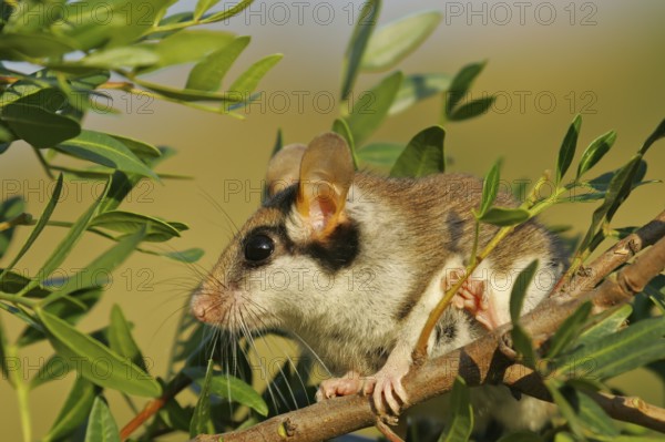 Garden dormouse (Eliomys quercinus), close-up, adult sits in a cute pose in bushes and looks with