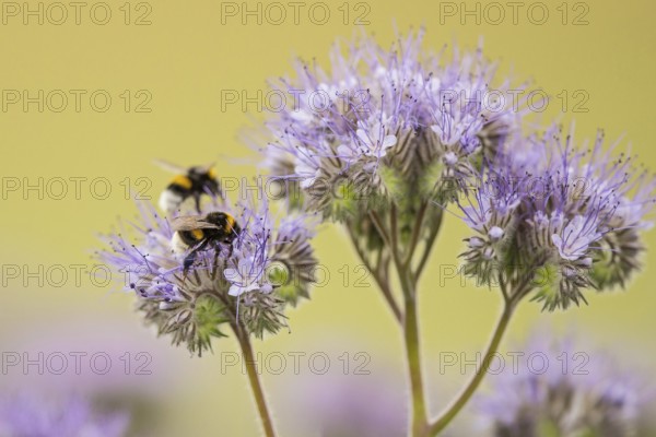 Ground bumblebee (Bombus terrestris), two animals sitting within a flowering area on a purple