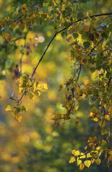 Colourful autumn leaves with yellow leaves of a poplar (Populus spec.) hanging on a branch in the