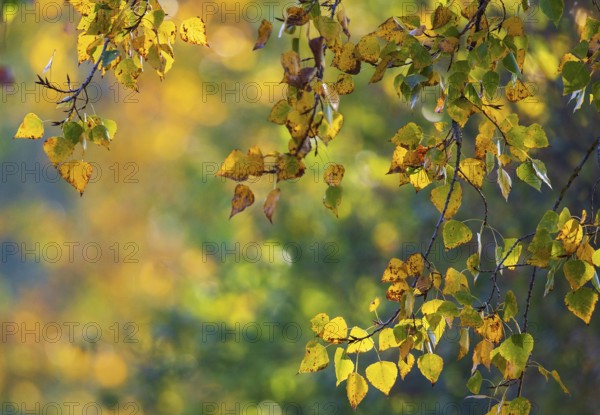 Colourful autumn leaves with yellow leaves of a poplar (Populus spec.) hanging on a branch in the