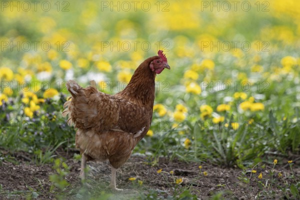 Domestic fowl (Gallus gallus domesticus), brown hen in free range runs through yellow flowering
