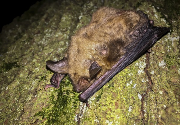 Greater mouse-eared bat (Myotis myotis), close-up, brown adult climbing on a tree trunk at night in