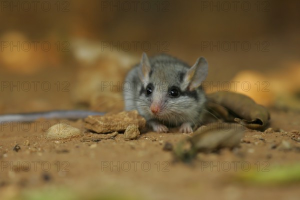Garden dormouse (Eliomys quercinus), close-up, adult sits on Mediterranean, reddish sandy soil on