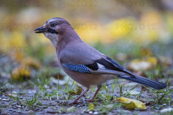 Eurasian jay (Garrulus glandarius), close-up, adult bird foraging in colourful autumn leaves,