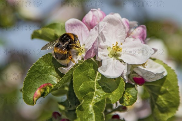 Ground bumblebee (Bombus terrestris) sitting in front of a white blossom and collecting nectar on a