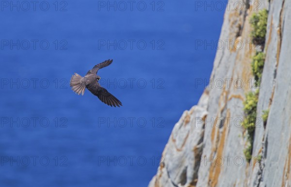 Eleonora's falcon (Falco eleonorae), male of the light-coloured morph flies acrobatically in front