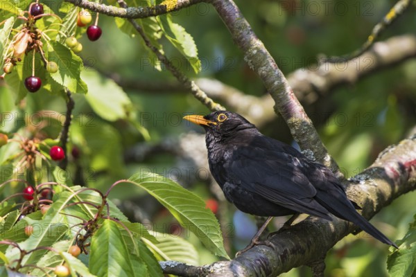 Blackbird (Turdus merula), close-up of a male sitting on a branch in a cherry tree with ripe and
