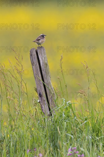Whinchat (Saxicola rubetra) male sitting on wooden fence post in front of yellow and purple