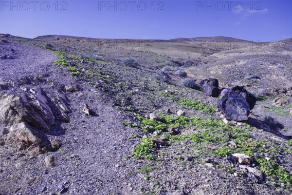 Arid landscape with sparse vegetation and large boulders under a clear sky, Playa Quemada, Yaiza
