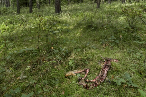 A female roe deer (Capreolus capreolus) killed by a wolf (Canis lupus) 3 days earlier, even the