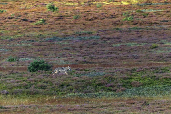Similar to an old wolf (Canis lupus), the wolf pup moves purposefully across the autumn heath,