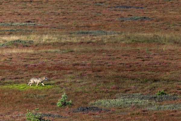 A last photo of the wolf pup (Canis lupus), a short time later it wanders into a dense pine forest,