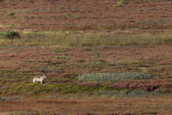 While the wolf pup (Canis lupus) has probably become aware of a pack of red deer, the heathland