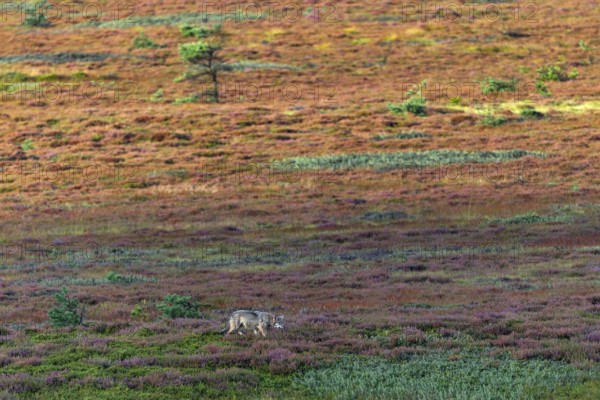 While the wolf pup (Canis lupus) has probably become aware of a mouse, the heathland begins to glow
