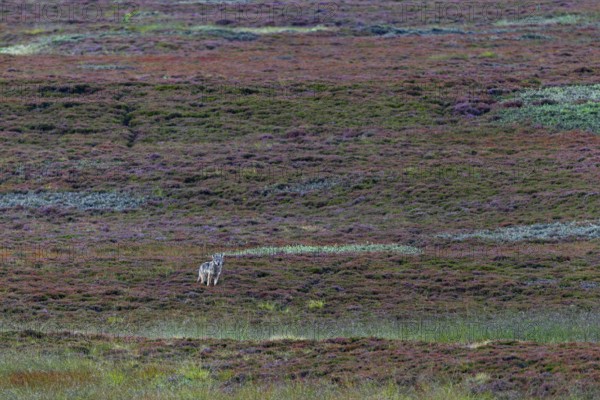 Almost unnoticed, the fourth wolf pup (Canis lupus) has approached and is watching me with