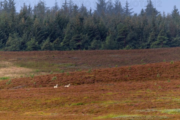 Wolf pups (Canis lupus) roaming a heath landscape in the first morning light, broom heather,