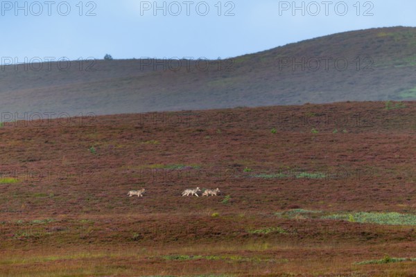 The 3 wolf pups (Canis lupus) are still travelling together across the heath, in a few minutes a