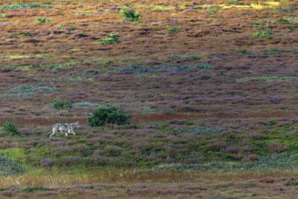 My presence doesn't seem to bother the fourth wolf pup (Canis lupus), an adult wolf would probably