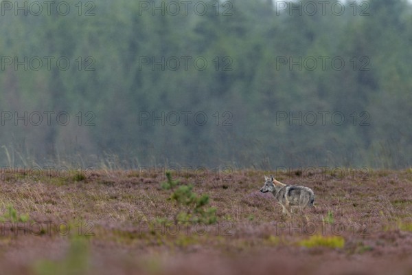 After three years of intensive searching, I can finally observe and photograph my first Danish wolf