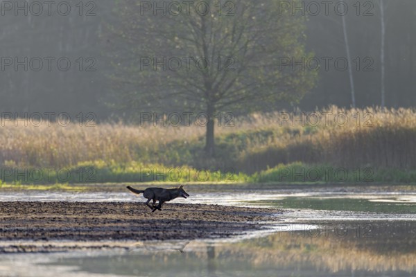A few seconds after the red animal and calf have disappeared from view, a hunting wolf (Canis