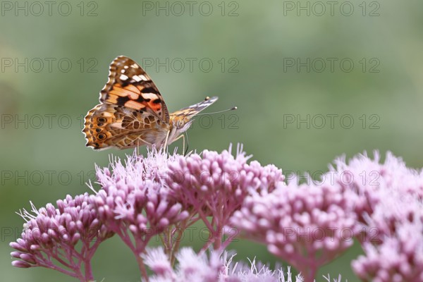 Thistle butterfly (Vanessa cardui) on a flower of Hemp agrimony (Asteraceae) on a forest path,