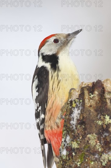 Middle spotted woodpecker (Dendrocopos medius) foraging on dead wood of an oak (Quercus), animal