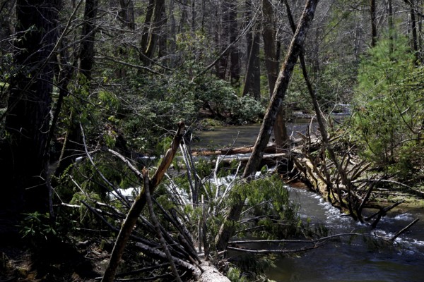 Dense forest with a clear river along Little River Road, Little River Road, Great Smoky Mountains,