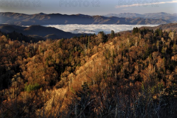 Autumn mountain landscape with fog near Chlingmans Dome, USA, Chlingmans Dome, Great Smoky