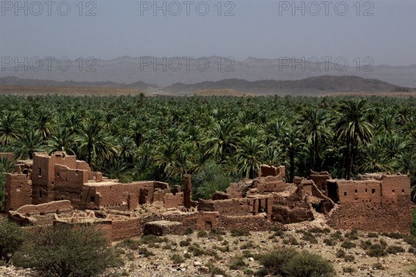 Palm oasis with an old kasbah in Tamnougalt, Tamnougalt, Drâa-Tafilalet, Morocco