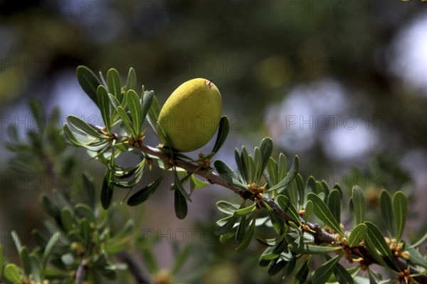 Close-up of a green argan fruit on a branch with leaves in Tafraoute, Tafraoute, Souss-Massa,