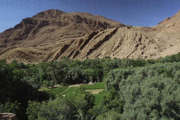 Todra Gorge landscape with green palmery and impressive rock formations, Todra, Drâa-Tafilalet
