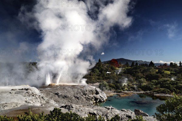 The Poehutu geyser in Te Puia surrounded by rising steam and blue water in the geothermal area,