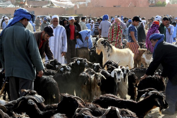 Cattle market with crowds in traditional clothes and lots of goats, Guelmim, Morocco