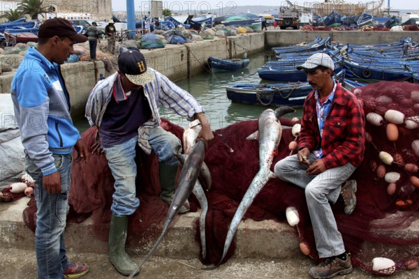 Fishermen present their catch on a harbour pier in Essaouira, Essaouira, Morocco