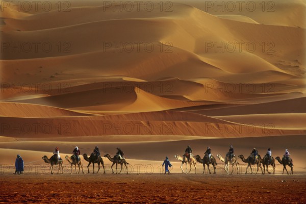 Camel caravan moves through the impressive sand dunes of Erg Chebbi, Erg Chebbi, Morocco