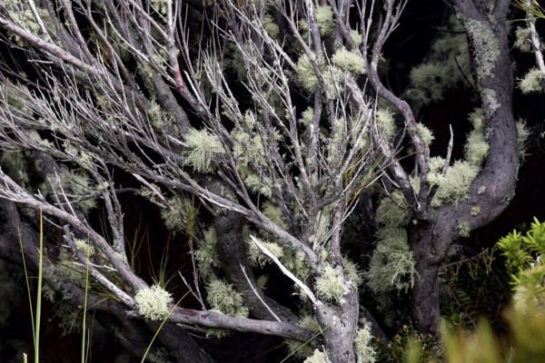 Detailed view of mossy branches with grey bark, Mount Cook, New Zealand