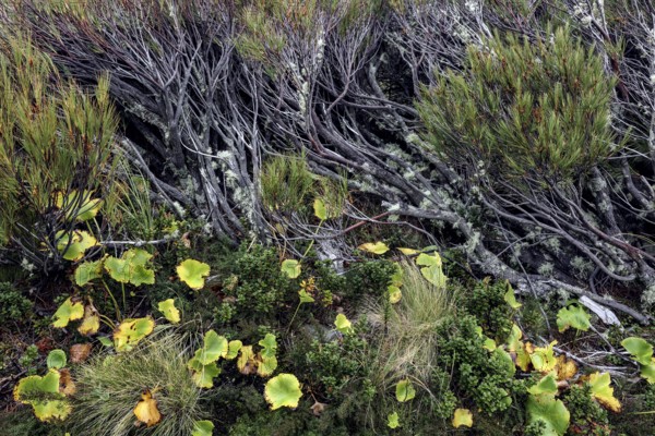 Close-up of thick branches and green foliage in nature, Mount Cook, New Zealand
