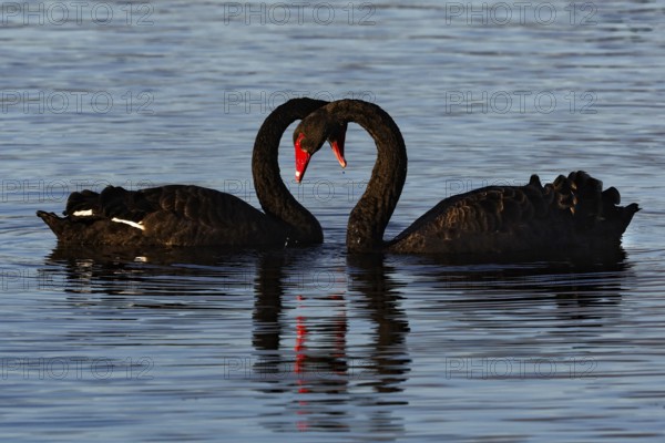 Two black swans form hearts with their necks on the calm water of Lake Rotorua, Rotorua, North