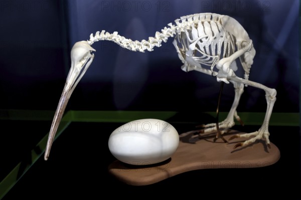 Kiwi skeleton next to an egg in an exhibition at Kiwi Hatchery in Rotorua, Rotorua, New Zealand