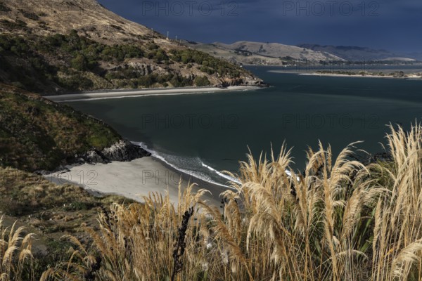 Coastal view of Pilot's Beach with views of the ocean and surrounding hills, Otago Peninsula, New