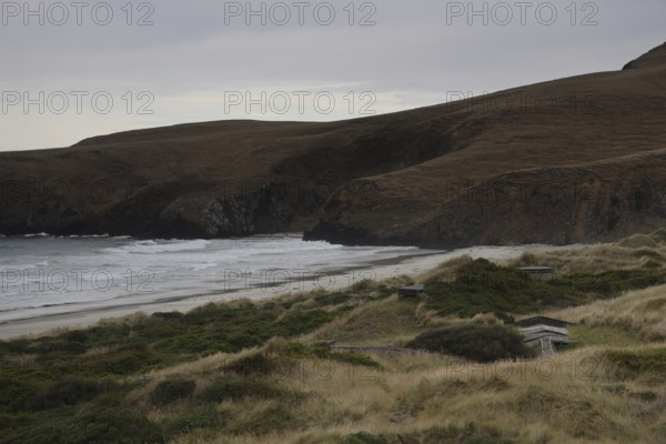 Coastal landscape with rolling dunes and ocean views on the Otago Peninsula, Otago Peninsula, New