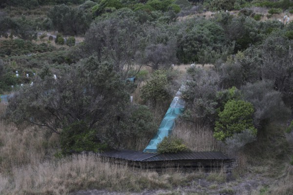 Coastal vegetation with recognizable trails and walkways on a beach on the Otago Peninsula, Otago